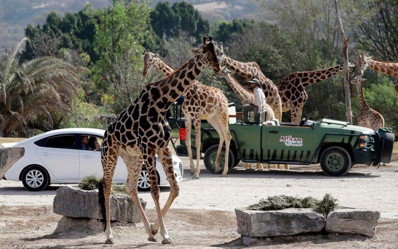 Descubre Africam Safari en Puebla: un viaje único entre animales y naturaleza