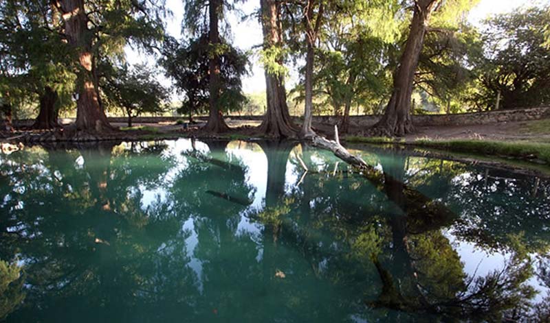 Ahuehuetes de Tepeojuma: Un oasis natural en Puebla para amantes de la naturaleza