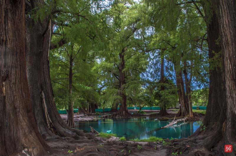 Ahuehuetes de Tepeojuma: Un oasis natural en Puebla para amantes de la naturaleza