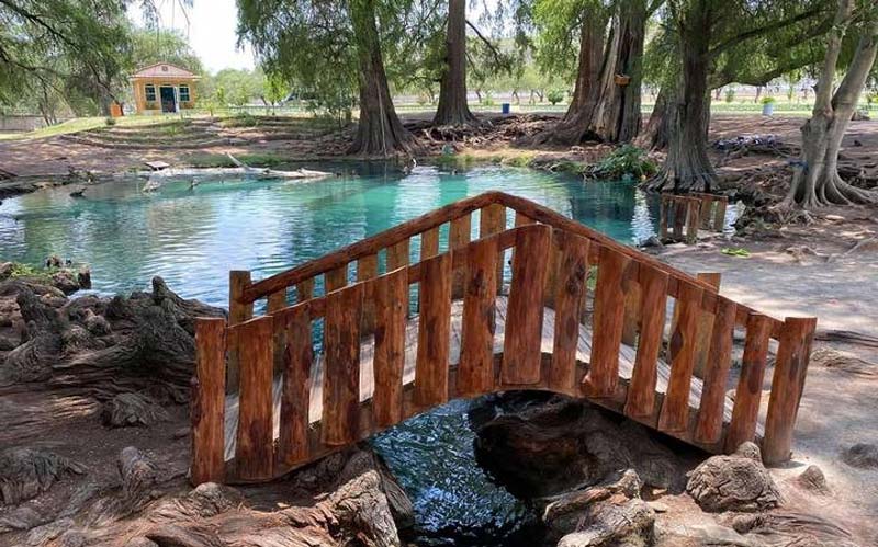 Ahuehuetes de Tepeojuma: Un oasis natural en Puebla para amantes de la naturaleza