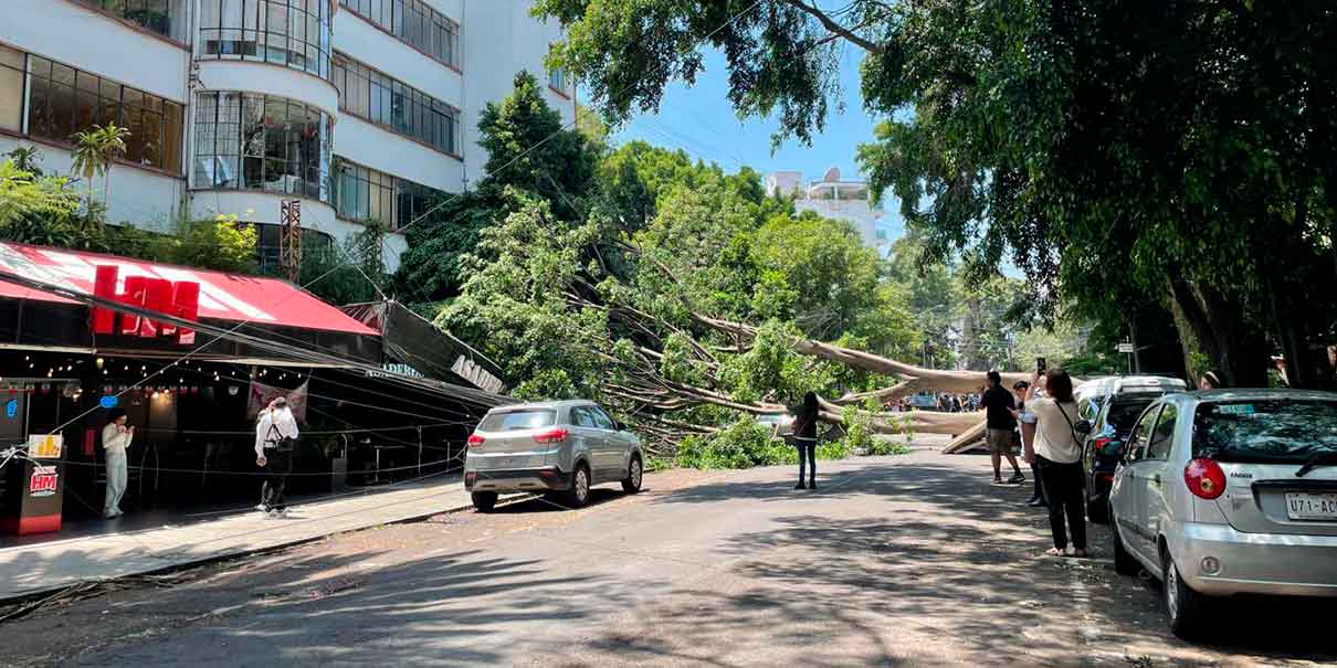 Caída de árbol en Polanco