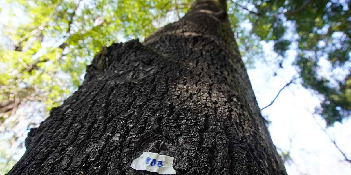 Árbol 