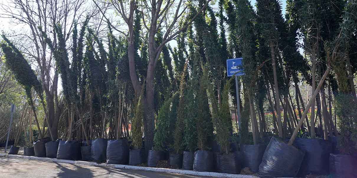 árboles