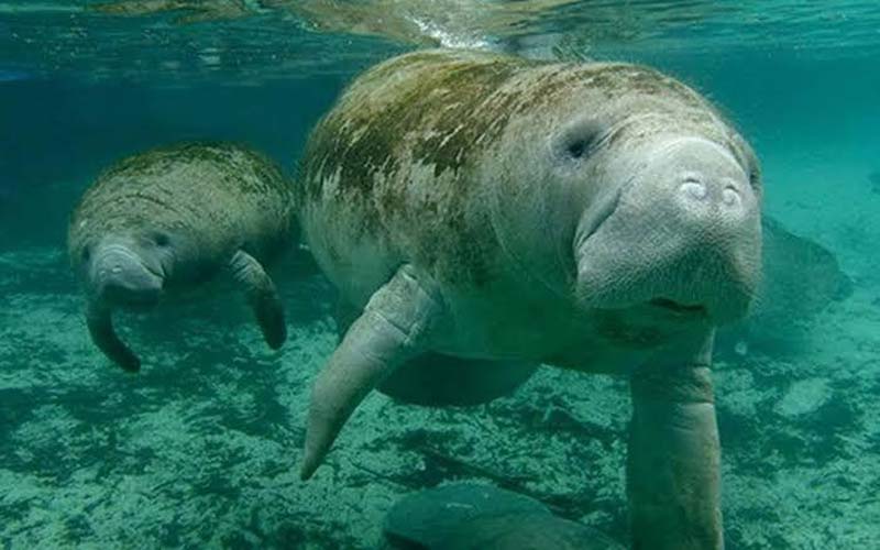 ¿Buscas un destino diferente? Así son las Lagunas de Catazajá, el tesoro natural de Chiapas
