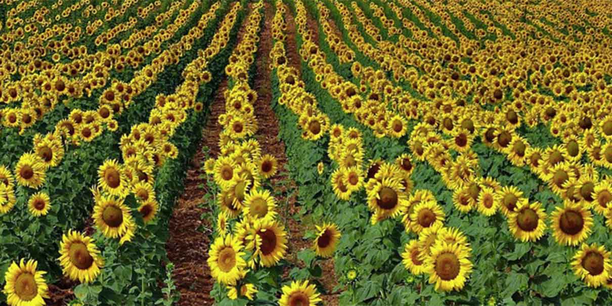 Campos de girasoles