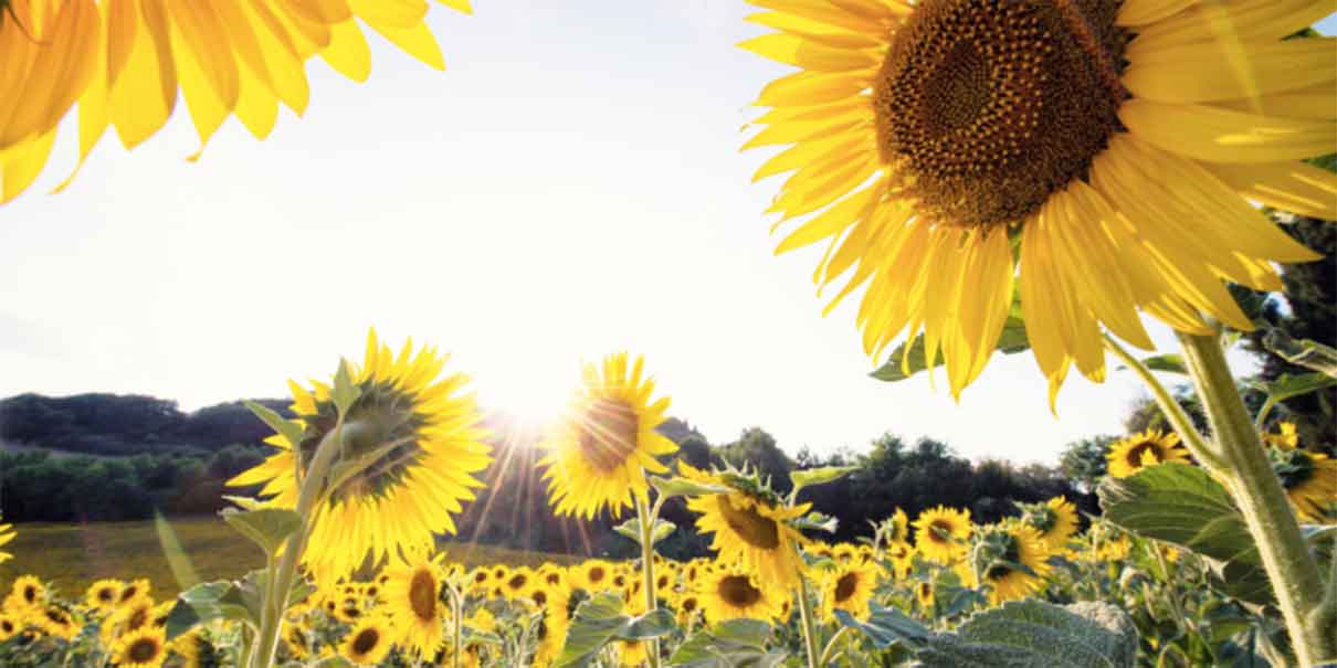 Campos de girasoles