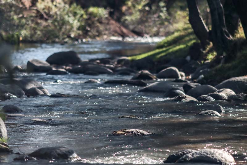Casi dos mil descargas ilegales causó la muerte del Río Atoyac; autoridades emitieron reporte