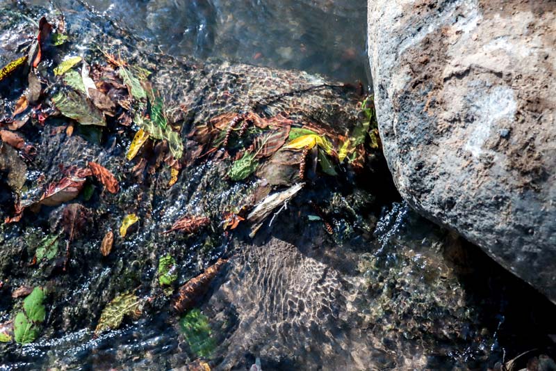 Casi dos mil descargas ilegales causó la muerte del Río Atoyac; autoridades emitieron reporte