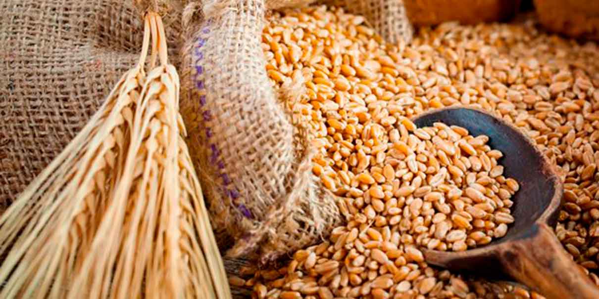 Productores de cebada