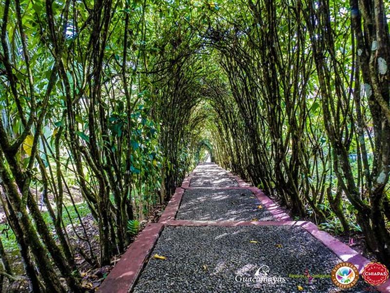 Centro Ecoturístico Las Guacamayas, Chiapas: un viaje al corazón de la Selva Lacandona donde vuelan las guacamayas rojas