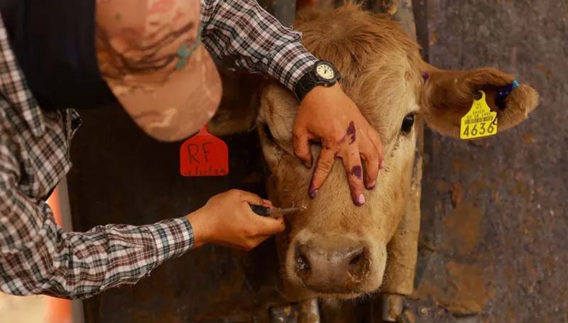 Confirman primer caso de gusano barrenador en Texas: alerta sanitaria en Estados Unidos