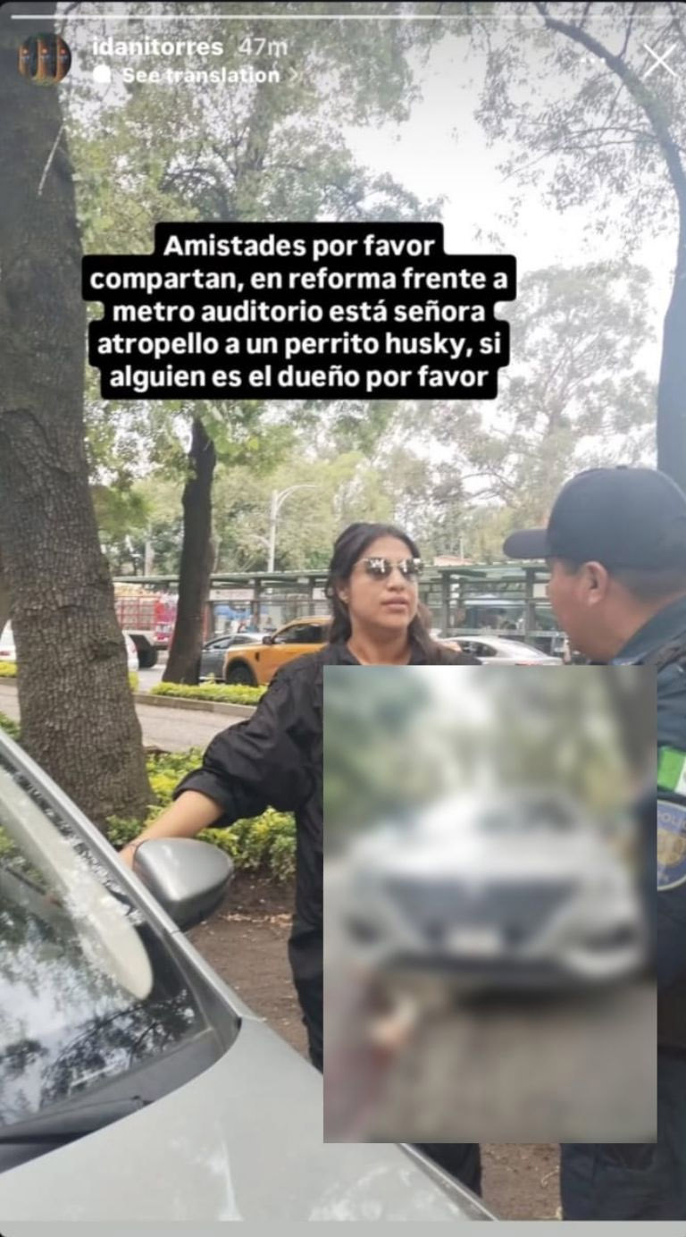 Perrito atropellado