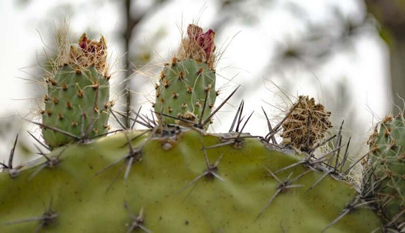Descubre el Jardín Botánico Helia Bravo Hollis, joya natural de Zapotitlán Salinas, Puebla