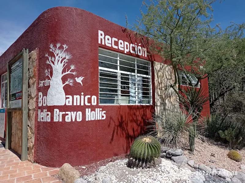 Descubre el Jardín Botánico Helia Bravo Hollis, joya natural de Zapotitlán Salinas, Puebla