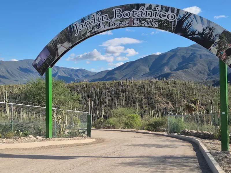 Descubre el Jardín Botánico Helia Bravo Hollis, joya natural de Zapotitlán Salinas, Puebla
