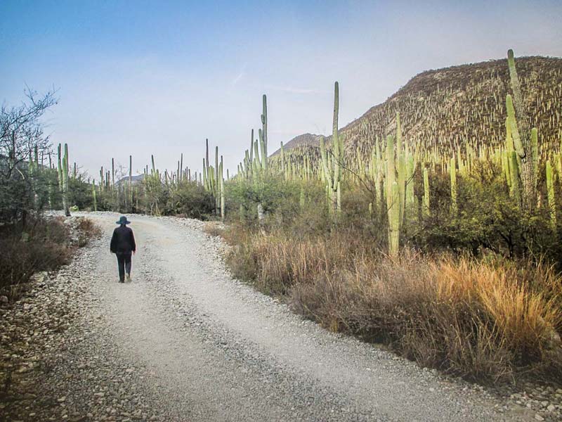 Descubre el Jardín Botánico Helia Bravo Hollis, joya natural de Zapotitlán Salinas, Puebla