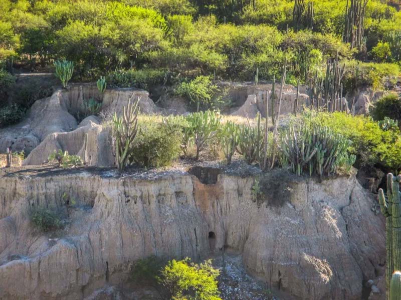 Descubre el Jardín Botánico Helia Bravo Hollis, joya natural de Zapotitlán Salinas, Puebla