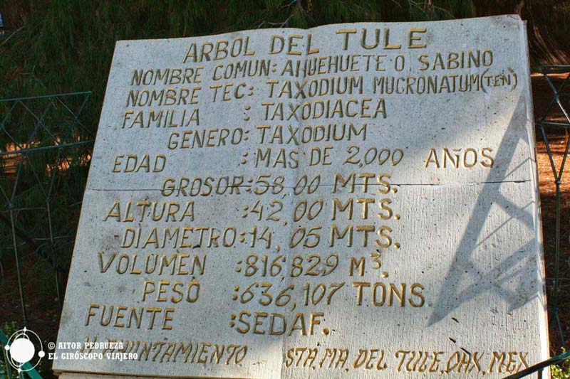 Descubre en Oaxaca el Árbol del Tule, uno de los árboles más antiguos del planeta