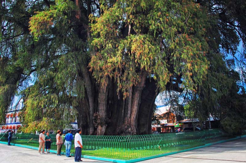 Descubre en Oaxaca el Árbol del Tule, uno de los árboles más antiguos del planeta