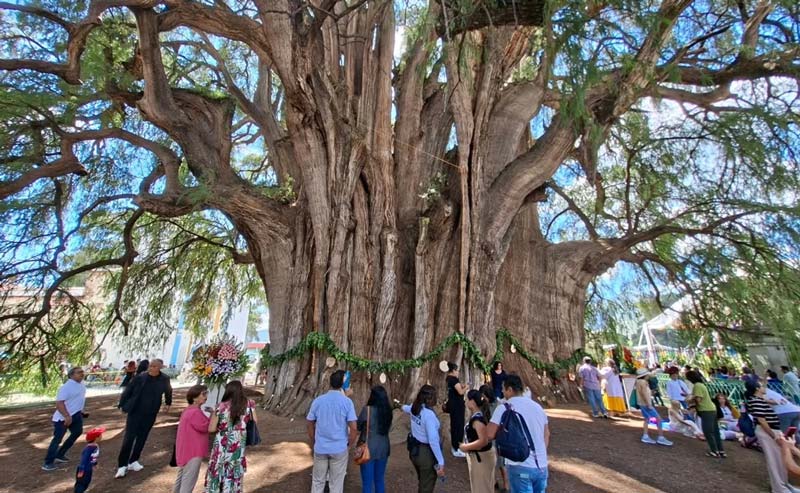 Descubre en Oaxaca el Árbol del Tule, uno de los árboles más antiguos del planeta