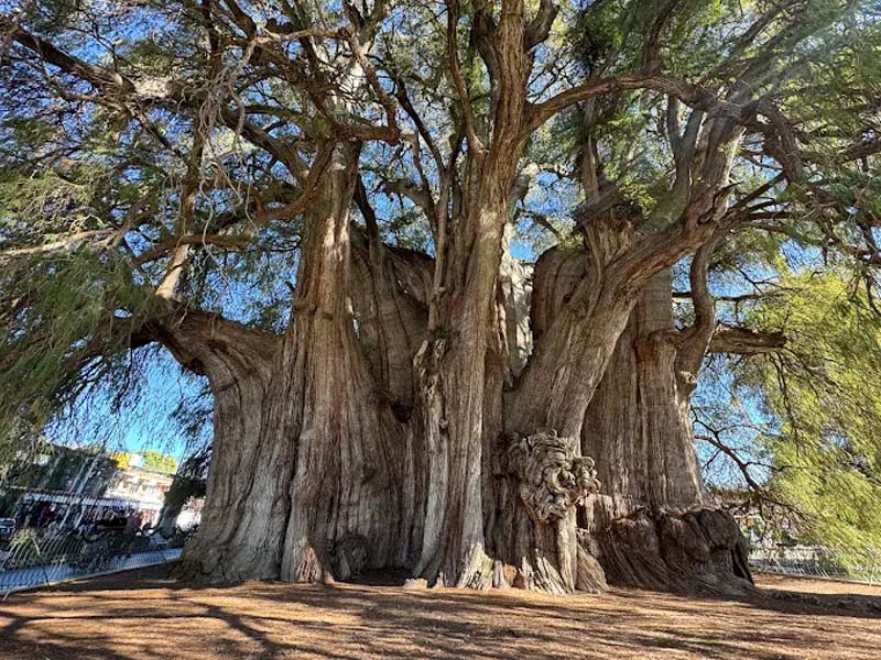 Descubre en Oaxaca el Árbol del Tule, uno de los árboles más antiguos del planeta