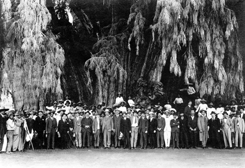 Descubre en Oaxaca el Árbol del Tule, uno de los árboles más antiguos del planeta