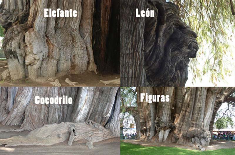 Descubre en Oaxaca el Árbol del Tule, uno de los árboles más antiguos del planeta