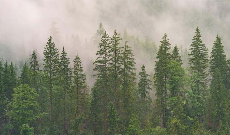Descubre San Juan Atepec, el paraíso de niebla y bosque en Oaxaca