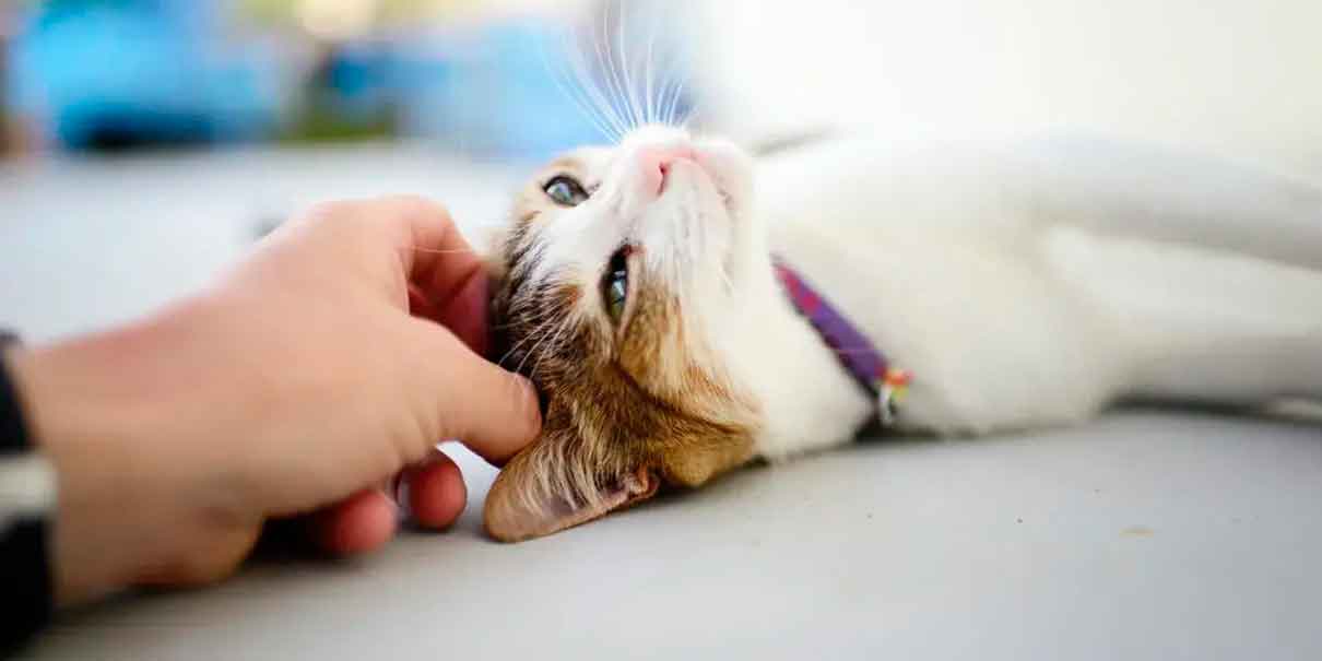 Día del gato