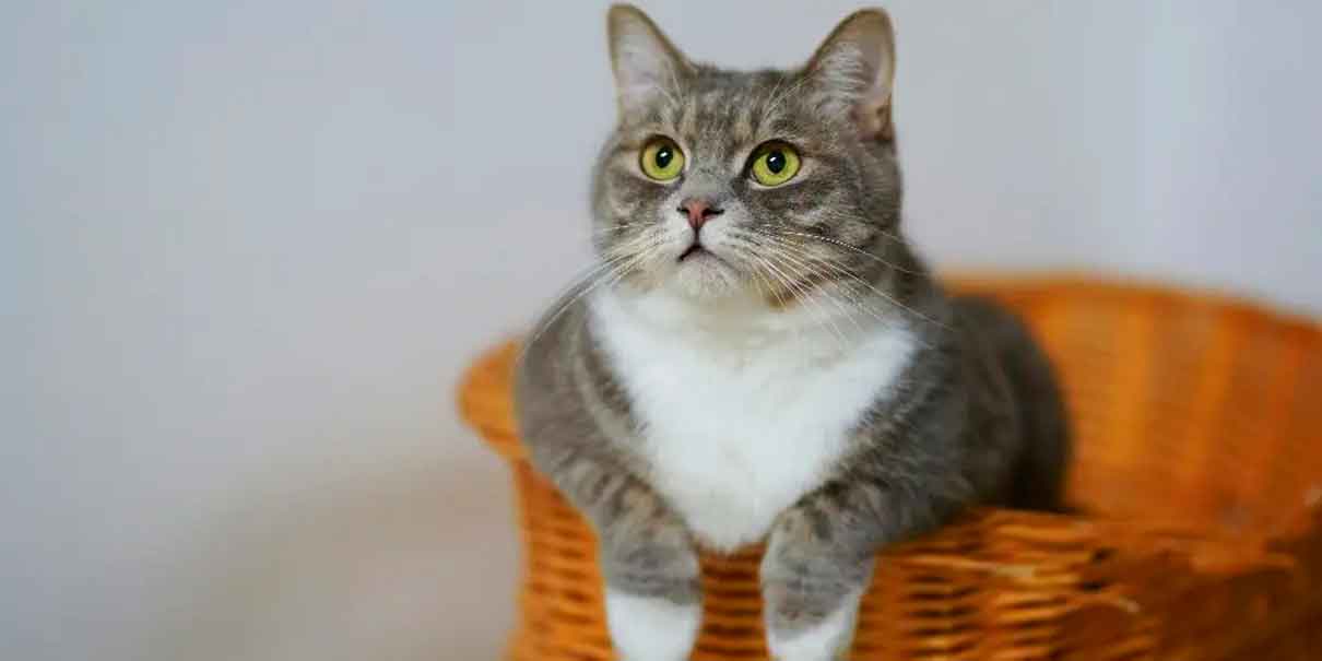 Día del gato