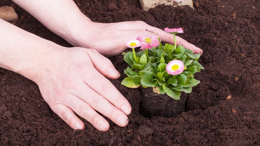 Plantar flores y plantas