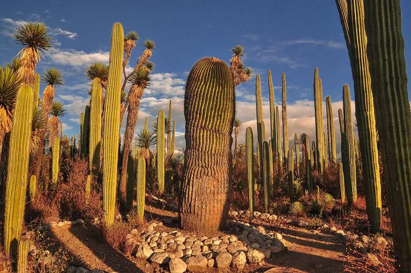 El desierto de Puebla que alguna vez fue océano: descubre San Juan Raya