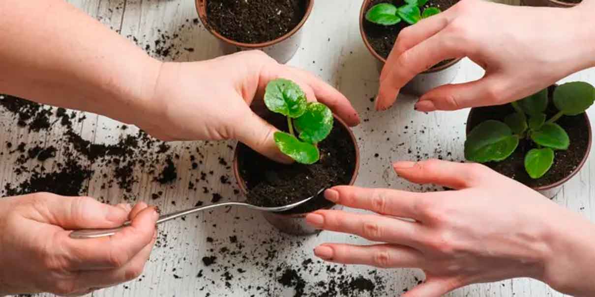 Plantar flores y plantas