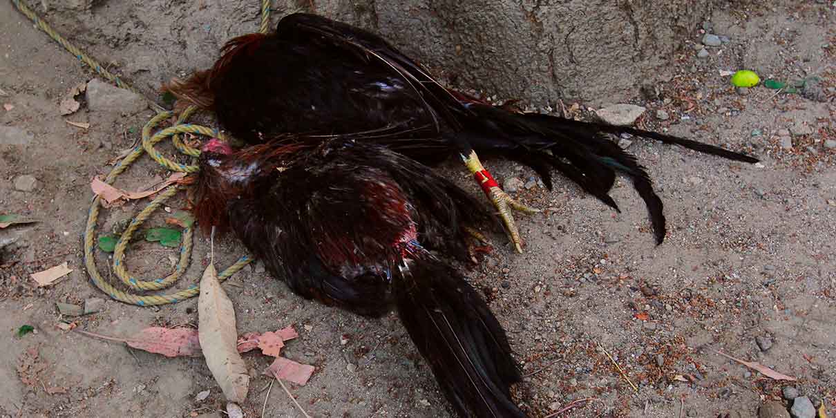 maltrato animal