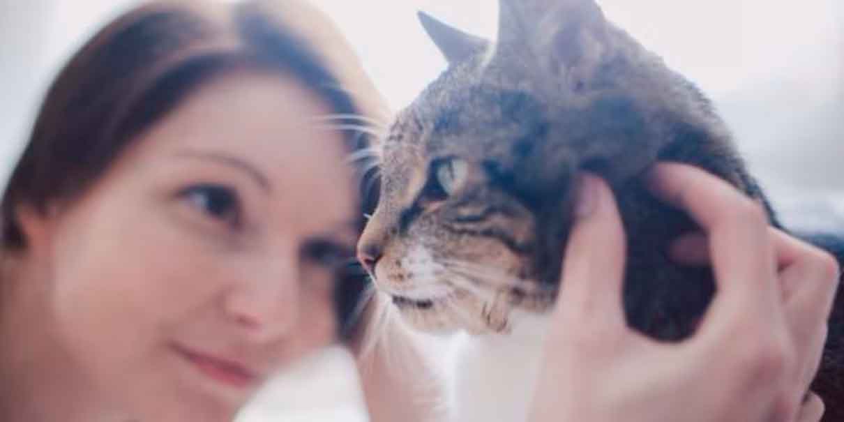 interacción con gatos