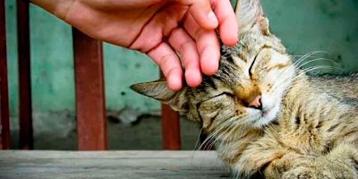 interacción con gatos