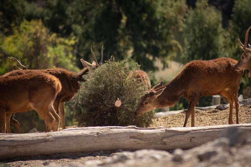 Gobierno de Pepe Chedraui y Africam Safari logran meta ambiental con Verde Navidad