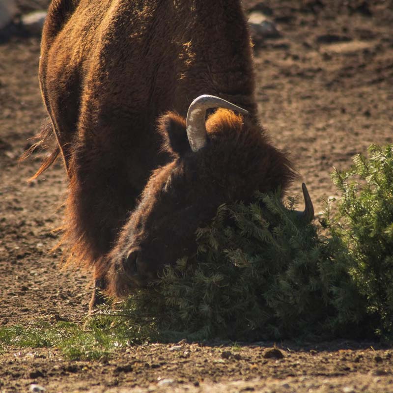 Gobierno de Pepe Chedraui y Africam Safari logran meta ambiental con Verde Navidad