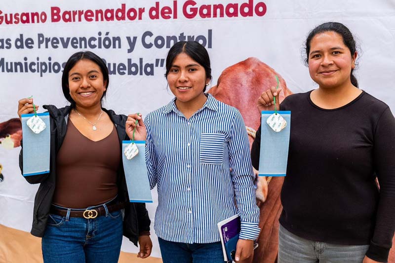Gobierno de Puebla intensifica vigilancia contra gusano barrenador