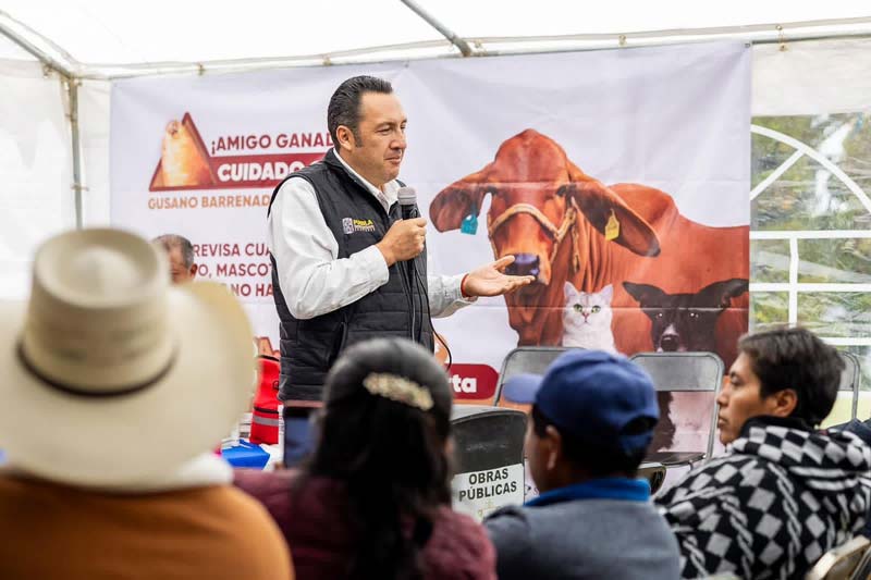 Gobierno de Puebla intensifica vigilancia contra gusano barrenador