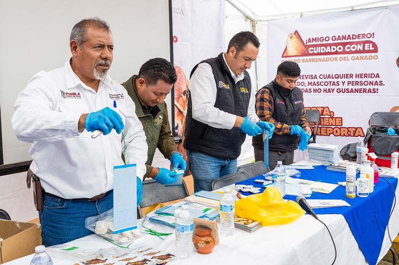 Gobierno de Puebla intensifica vigilancia contra gusano barrenador