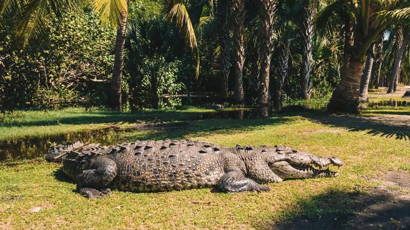 La Ventanilla Oaxaca: manglares, cocodrilos y ecoturismo en un destino único