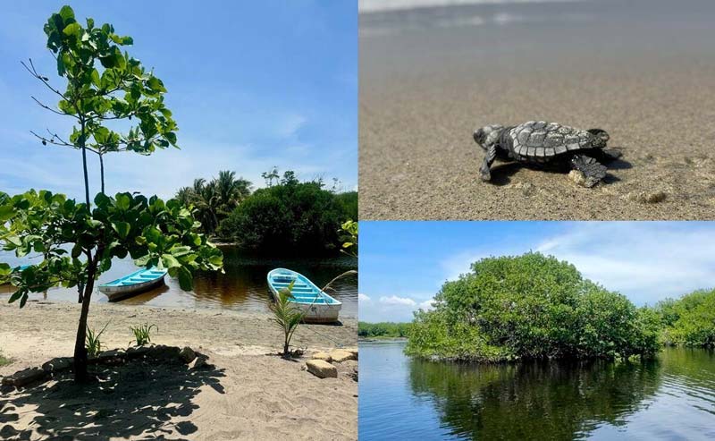 La Ventanilla Oaxaca: manglares, cocodrilos y ecoturismo en un destino único