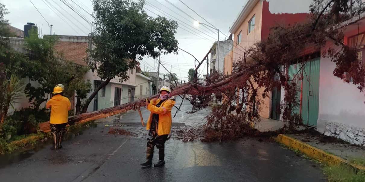 Árboles