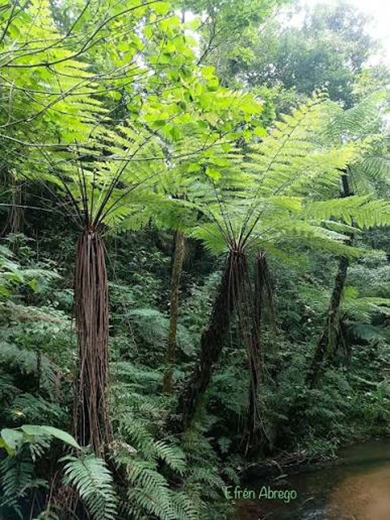 Nahá, Chiapas: el paraíso escondido de la Selva Lacandona donde la naturaleza y la cultura maya permanecen intactas