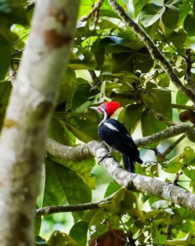 Nahá, Chiapas: el paraíso escondido de la Selva Lacandona donde la naturaleza y la cultura maya permanecen intactas