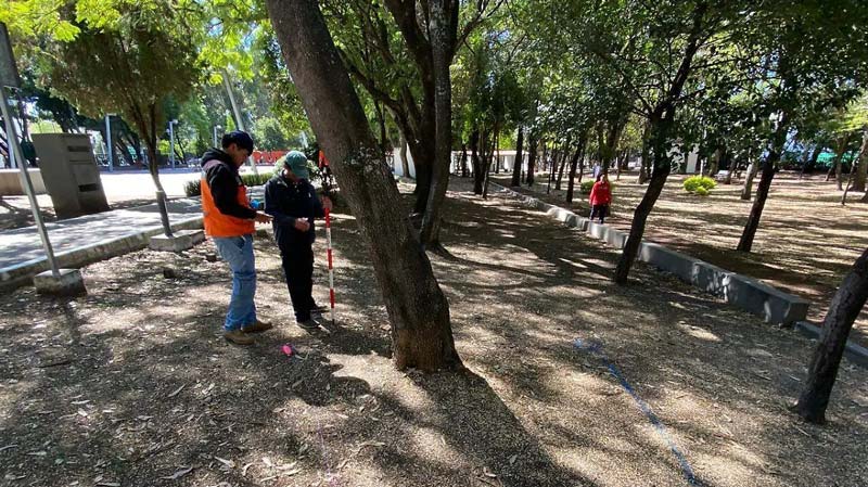 PAN Puebla critica reubicación de árboles centenarios por el Cablebús