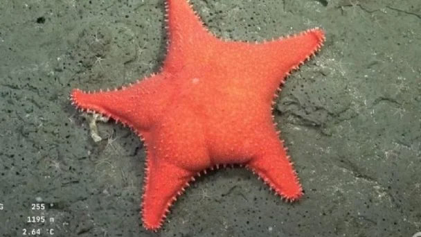 Estrella de mar