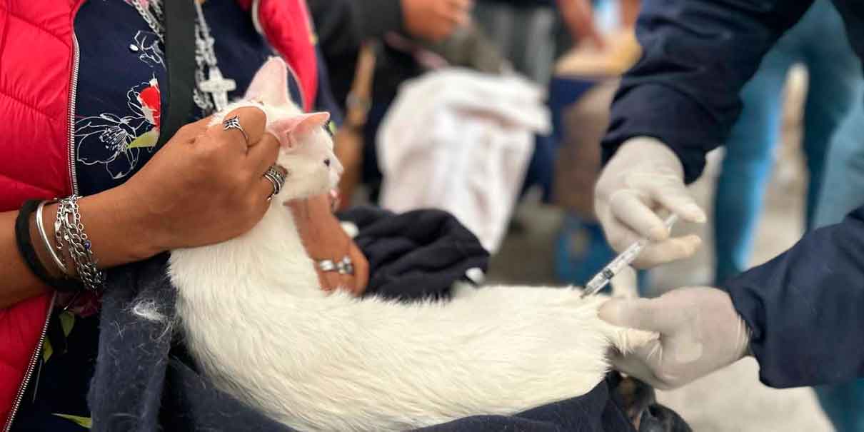 Bienestar animal