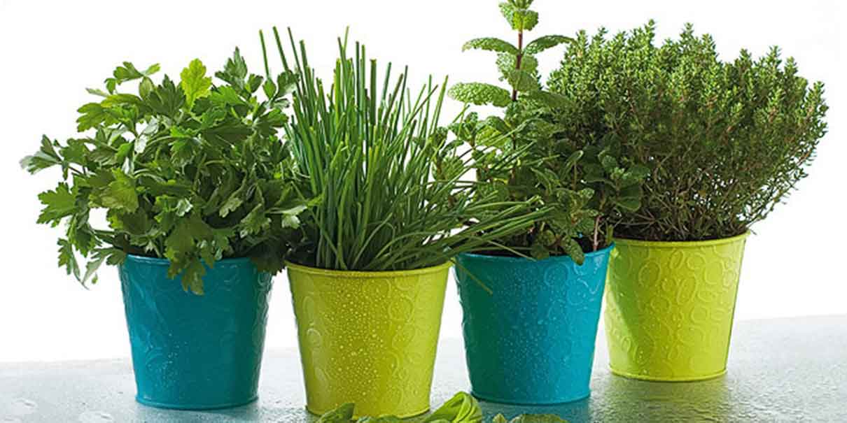 Moscas son ahuyentadas con plantas